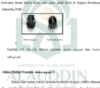 Gambar 2.5 Ciri-ciri khusus nyamuk  Aedes aegypti dan Aedes 