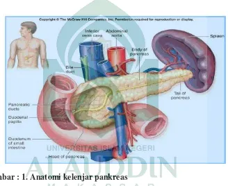 Gambar : 1. Anatomi kelenjar pankreas 