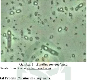 Gambar 1.  Bacillus thuringiensis Sumber: Jim Deacon, archive.bio.ed.ac.uk 
