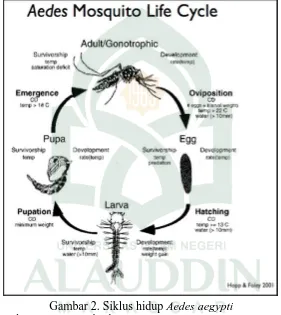Gambar 2. Siklus hidup Aedes aegypti Sumber:  Hopp MJ and Foley J. 2001; 48: 441-463 