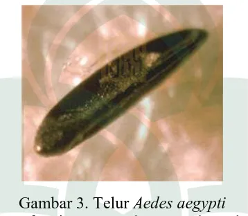 Gambar 3. Telur Aedes aegypti Sumber: Centers for Disease Control & Prevention and USDA/ARS 