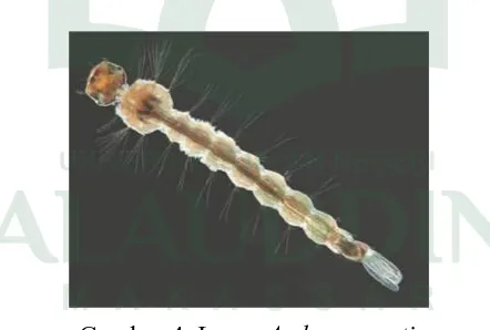 Gambar 4. Larva Aedes aegypti  Sumber: Cutwa and George F. O’Meara: 14 