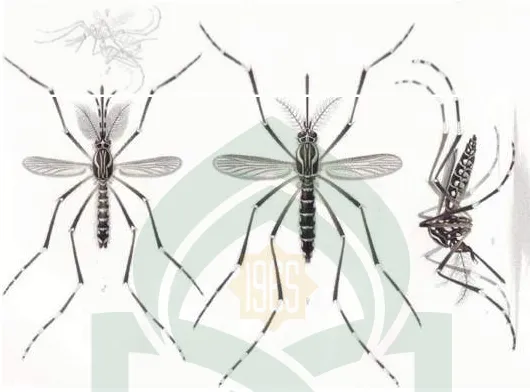 Gambar 6. Beda nyamuk Aedes aegypti jantan (kiri) dan betina (tengah). Sumber: http://minerdescent.com/2010/08/20/stephen-gates/ 