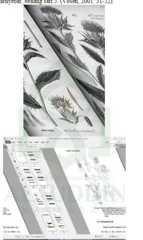 Gambar 1 Kasumba Turate (฀arthamus tinctorius L.) ฀. Tanaman utuh; 2. Cabang tanaman dengan bunga; 3