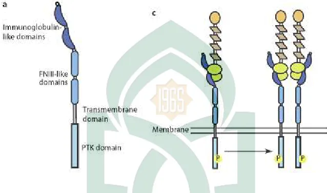 Gambar II.9 :  skematis dari reseptor TAM dan ligannya yaitu protein S dan  