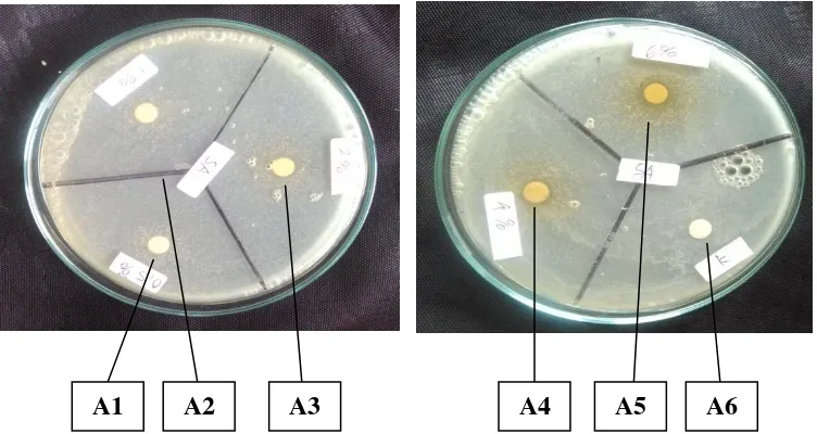 Gambar 3. Foto hasil uji daya hambat antibakteri ekstrak daun kemangi (Ocimum sanctum L) pada bakteri Staphylococcus aureus 