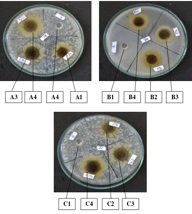 Gambar 6. Foto hasil uji daya hambat gel ekstrak daun kemangi (Ocimum sanctum L) terhadap bakteri Propionibacterium acnes 