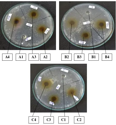 Gambar 9. Foto hasil uji daya hambat gel ekstrak daun kemangi (Ocimum sanctum L) terhadap bakteri Pseudomonas aeruginosa 