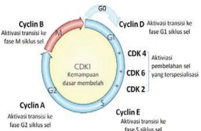 Gambar 2. Peran kompleks cyclin dependent kinase (CDK) ditiap fase siklus sel 