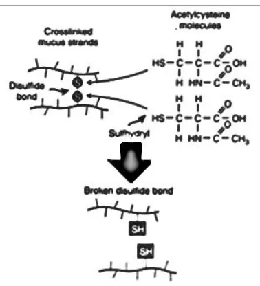 Gambar 3. Mekanisme kerja asetilsistein (Allen, 2011) 