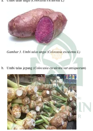 Gambar 3. Umbi talas ungu (Colocasia esculenta L) 