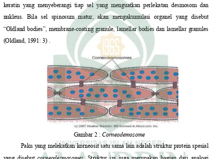 Gambar 2 : Corneodemosome 