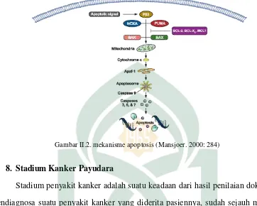 Gambar II.2. mekanisme apoptosis (Mansjoer. 2000: 284) 