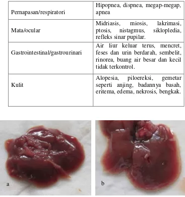Gambar 2. Morfologi dan warna organ hati mencit (a) kontrol (b) dosis 1,5 g/kgbb ekstrak daun lamtoro (Leucaena leucocephala) (I Wayan Andi Yoga Kurniawan, 2014: 4)