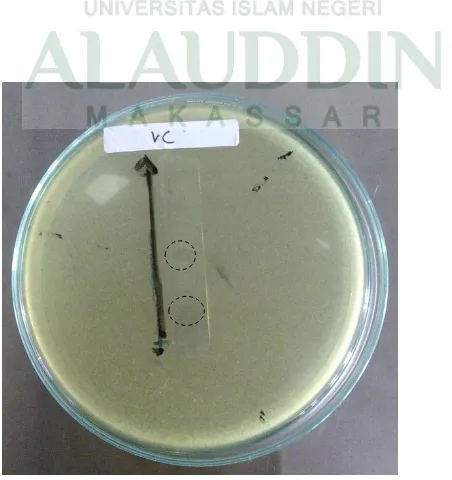 Gambar 6. Foto hasil pengujian KLT-Bioautografi ekstrak etanol daun kemangi (Ocimum sanctum L) pada bakteri Pseudomonas aeruginosa 