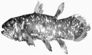 Gambar 4.  Tipe sisik cosmoid pada ikan  Lathimeria chalumnae  