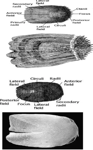Gambar 6. Tipe sisik cycloid dan bagian-bagiannya   