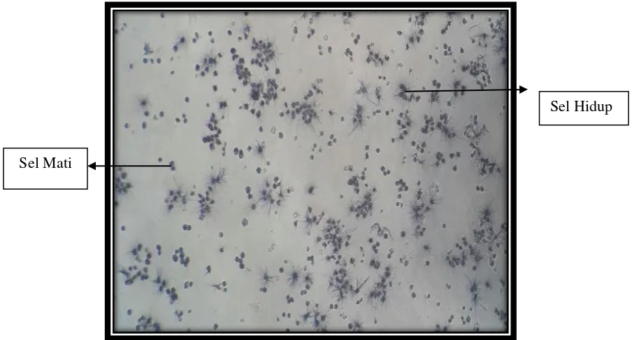 Gambar 11. Hasil treatment sel pada konsentrasi 125 µg/ml 