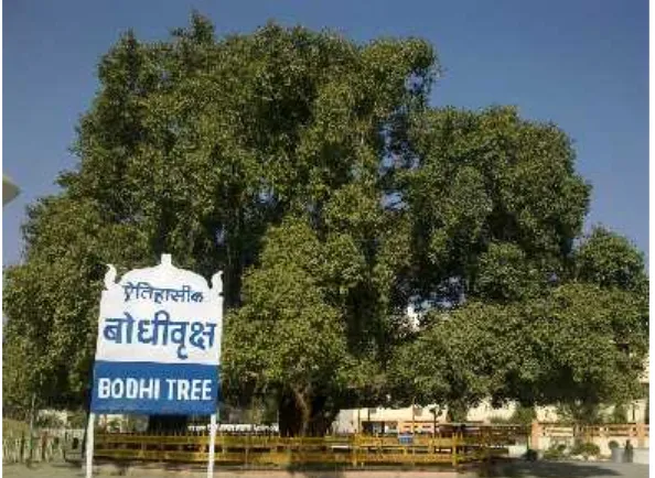 Gambar 1. Pohon Bodhi di Bodhgaya