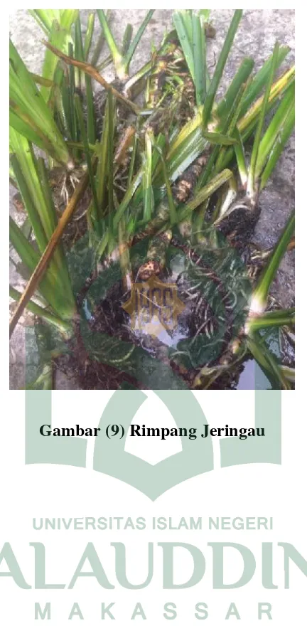 Gambar (9) Rimpang Jeringau 