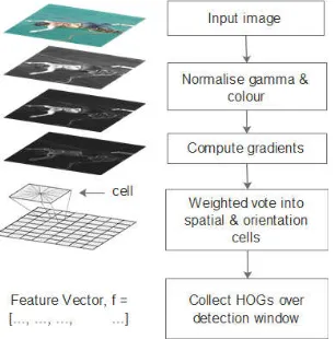 Figure 5 . Feature extraction using Histogram-of-Oriented-Gradient (HOG)  