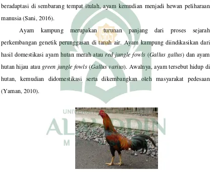 Gambar Ayam Bangkok 