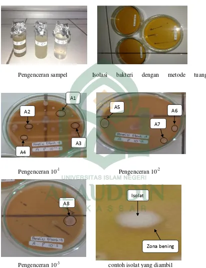 Gambar 2. Proses Isolasi bakteri 