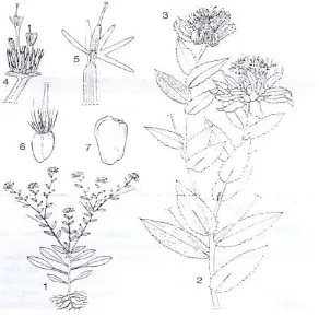 Gambar 1. Kasumba Turate (Catharantus tinctorius L.) : 1. Tanaman 