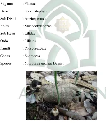 Gambar 1. Umbi gadung 