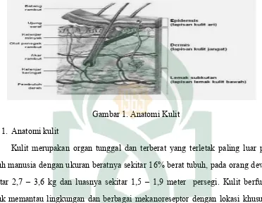 Gambar 1. Anatomi Kulit Gambar 1. Anatomi Kulit  