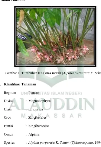Gambar 1. Tumbuhan lengkuas merah (Alpinia purpurata K. Schum)