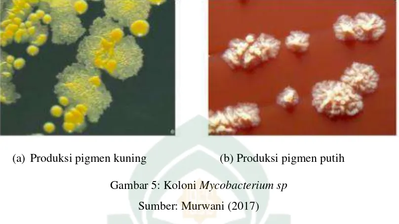 Gambar 5: Koloni Mycobacterium sp 