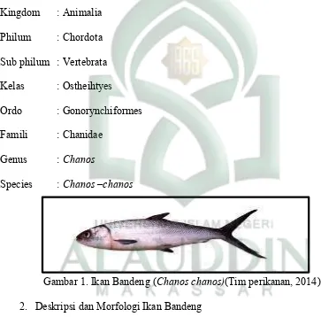Gambar 1. Ikan Bandeng (Chanos chanos)(Tim perikanan, 2014) 