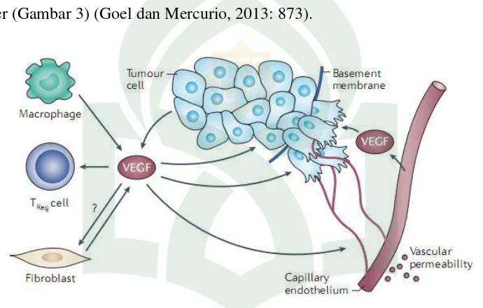 Gambar 1. Fungsi VEGF pada sel kanker (Goel dan Mercurio, 2013: 873). 