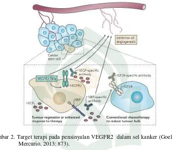 Gambar 2. Target terapi pada pensinyalan VEGFR2  dalam sel kanker (Goel dan 