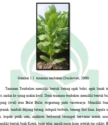 Gambar 1.1  tanaman tembakau (Susilowati, 2006) 