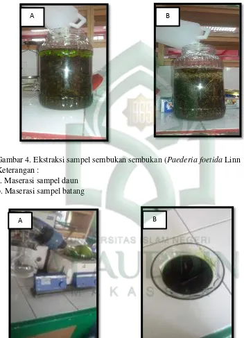 Gambar 4. Ekstraksi sampel sembukan sembukan (Paederia foetida Linn 