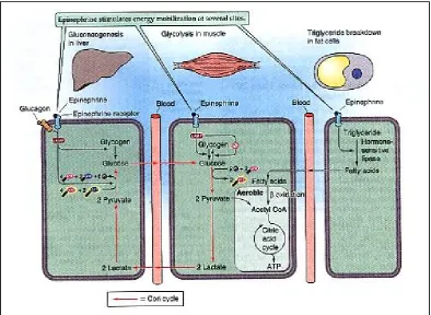 HORMONTABEL 1PERUBAHAN
