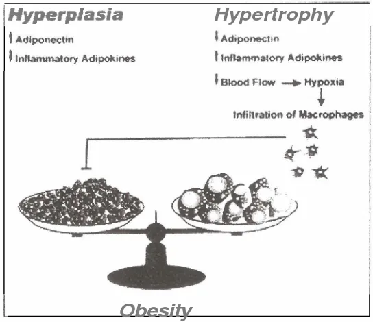 Gambar 2 3  Hyperplasia &Hypertropy pada obesitas (Torres et al, 2012) 