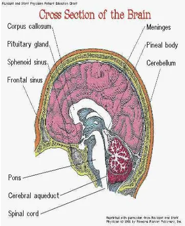 Gambar 1-1 : struktur saraf dan otak(Tarwoto,2007) 