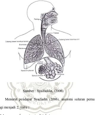 Gambar I.Anatomi Paru-Paru 