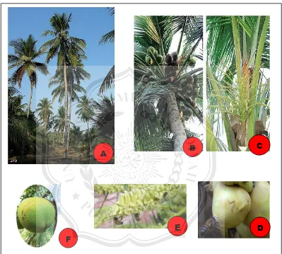 Gambar 2.1 Morfologi reproduksi dari kultivar Kelapa Dalam Borneo (Borneo tall / BONT) (A) tanaman kelapa umur kurang lebih 10 tahun, (B) tandan buah, (C) bunga dewasa kelapa karena sudah membuka, (D) bunga betina, menghasilkan nektar untuk menarik penyerb