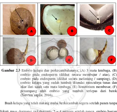 Gambar 2.3 Embrio kelapa dan perkecambahannya, (A) 3 mata lembaga, (B) 