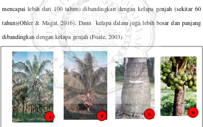 Gambar 2.4 Kultivar (A) Kelapa dalam Tenga (Tenga Tall/ TGT) dan (B) kelapa genjah Raja coklat (Raja Brown Dwarf / RBD01), (C) pangkal batang kelapa dalam yang memebentuk bole, (D) pangkal batang kelapa genjah yang tidak membentuk bole (Foale, 2003; Balai 