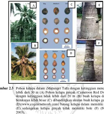 Gambar 2.3  Pohon kelapa dalam (Mapanget Tall) dengan ketinggian mencapai 