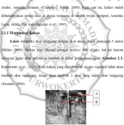 Gambar 2.1 Akar utama (A) dan akar lateral pada kakao (B) (Karmawati et al., 2010). 