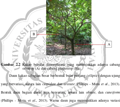 Gambar 2.2 Kakao bersifat dimorphisme yang menunjukkan adanya cabang 