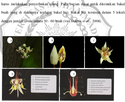 Gambar 2.4 Bunga kakao yang tumbuh dari bekas ketiak daun  pada batang (A) (http:www.flicr.com/search/?q=cocoa+flower), bunga kakao muda yang dibelah (B), bunga kakao yang sudah mekar (http://en.wikipedia.org/wiki/Theobroma_cacao) (C) bagian - bagian bunga