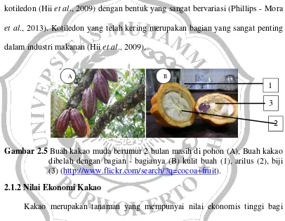 Gambar 2.5 Buah kakao muda berumur 2 bulan masih di pohon (A), Buah kakao 