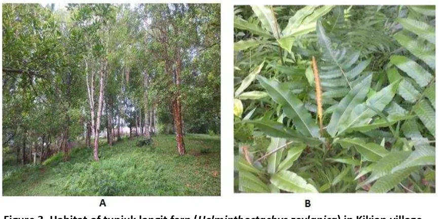 Figure 3. Habitat of tunjuk langit fern (Helminthostachys zeylanica) in Kikian village, 
